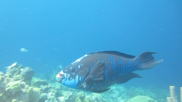 midnightparrotfish5980